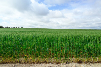 September 2024 / Malinong_SA_-Wheat-Scenes_240925-_Z9C9566