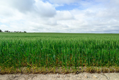 September 2024 / Malinong_SA_-Wheat-Scenes_240925-_Z9C9568