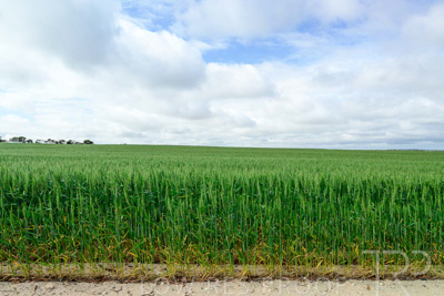 September 2024 / Malinong_SA_-Wheat-Scenes_240925-_Z9C9570