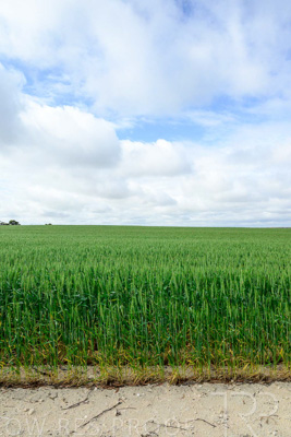 September 2024 / Malinong_SA_-Wheat-Scenes_240925-_Z9C9572