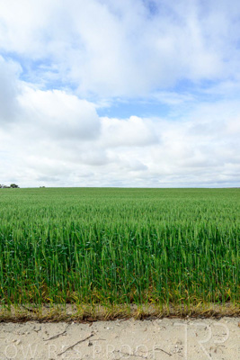 September 2024 / Malinong_SA_-Wheat-Scenes_240925-_Z9C9575