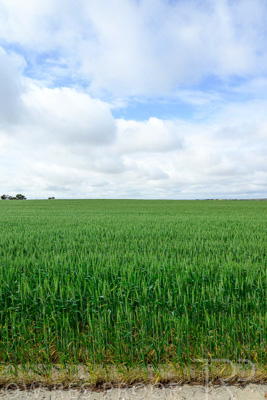 September 2024 / Malinong_SA_-Wheat-Scenes_240925-_Z9C9578