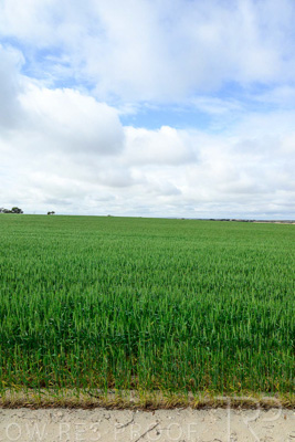 September 2024 / Malinong_SA_-Wheat-Scenes_240925-_Z9C9581