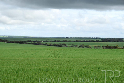 September 2024 / Malinong_SA_-Wheat-Scenes_240925-_Z9C9845