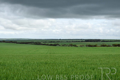 September 2024 / Malinong_SA_-Wheat-Scenes_240925-_Z9C9846