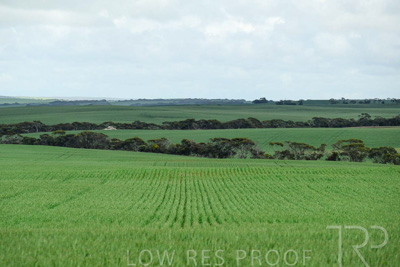 September 2024 / Malinong_SA_-Wheat-Scenes_240925-_Z9C9848