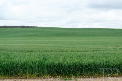 September 2024 / Malinong_SA_-Wheat-Scenes_240925-_Z9C9849