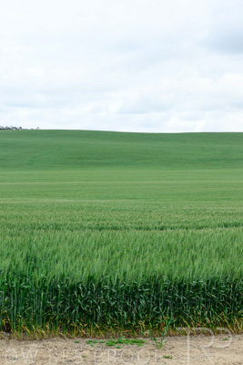September 2024 / Malinong_SA_-Wheat-Scenes_240925-_Z9C9852