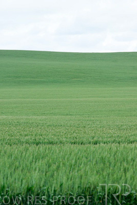 September 2024 / Malinong_SA_-Wheat-Scenes_240925-_Z9C9854