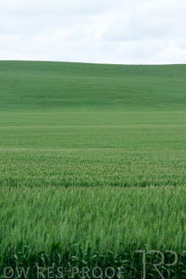 September 2024 / Malinong_SA_-Wheat-Scenes_240925-_Z9C9857