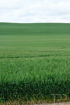 September 2024 / Malinong_SA_-Wheat-Scenes_240925-_Z9C9860