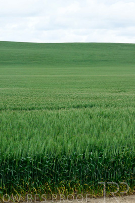 September 2024 / Malinong_SA_-Wheat-Scenes_240925-_Z9C9864