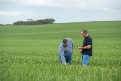 September 2024 / Malinong_SA_-Wheat-1_240925-_Z9C7178