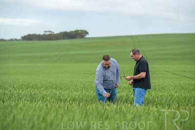 September 2024 / Malinong_SA_-Wheat-1_240925-_Z9C7181