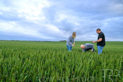 September 2024 / Malinong_SA_-Wheat-1_240925-_Z9C7279