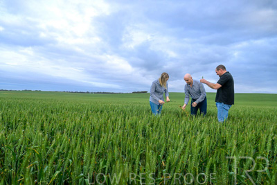 September 2024 / Malinong_SA_-Wheat-1_240925-_Z9C7282