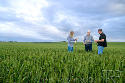 September 2024 / Malinong_SA_-Wheat-1_240925-_Z9C7291