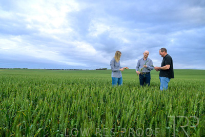 September 2024 / Malinong_SA_-Wheat-1_240925-_Z9C7295