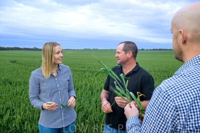 September 2024 / Malinong_SA_-Wheat-1_240925-_Z9C7311