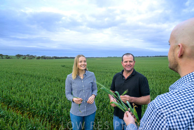 September 2024 / Malinong_SA_-Wheat-1_240925-_Z9C7319