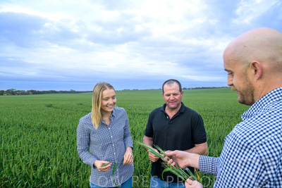 September 2024 / Malinong_SA_-Wheat-1_240925-_Z9C7330