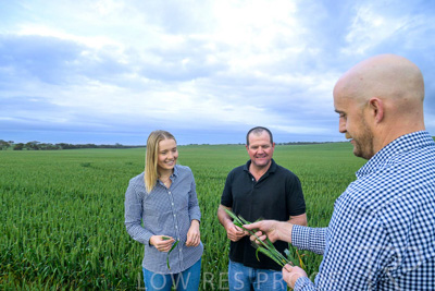 September 2024 / Malinong_SA_-Wheat-1_240925-_Z9C7332