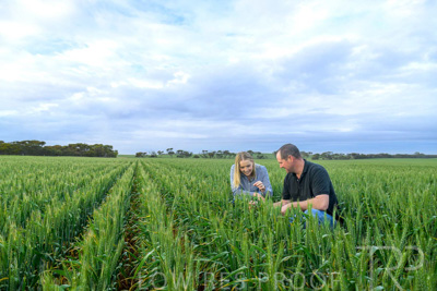 September 2024 / Malinong_SA_-Wheat-1_240925-_Z9C7386