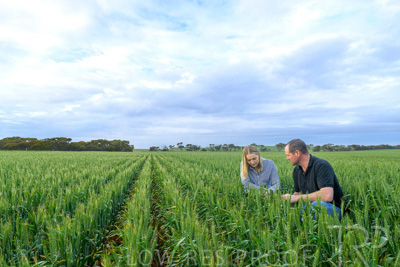 September 2024 / Malinong_SA_-Wheat-1_240925-_Z9C7390
