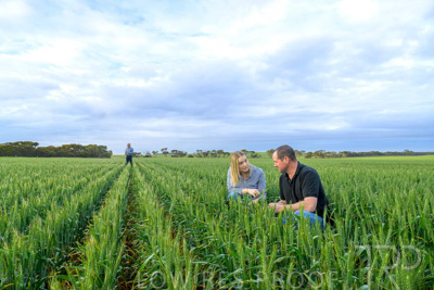 September 2024 / Malinong_SA_-Wheat-1_240925-_Z9C7405