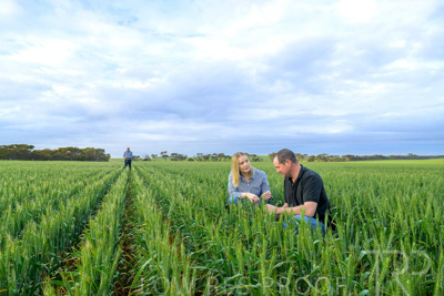 September 2024 / Malinong_SA_-Wheat-1_240925-_Z9C7418