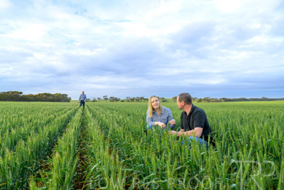 September 2024 / Malinong_SA_-Wheat-1_240925-_Z9C7424