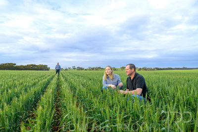 September 2024 / Malinong_SA_-Wheat-1_240925-_Z9C7427