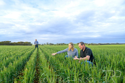 September 2024 / Malinong_SA_-Wheat-1_240925-_Z9C7434