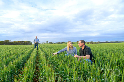 September 2024 / Malinong_SA_-Wheat-1_240925-_Z9C7444