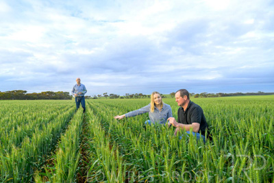 September 2024 / Malinong_SA_-Wheat-1_240925-_Z9C7447