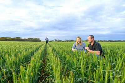 September 2024 / Malinong_SA_-Wheat-1_240925-_Z9C7459