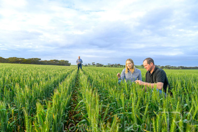 September 2024 / Malinong_SA_-Wheat-1_240925-_Z9C7465