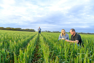 September 2024 / Malinong_SA_-Wheat-1_240925-_Z9C7470