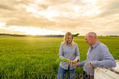 September 2024 / Malinong_SA_-Wheat-2_240925-_Z9C7531