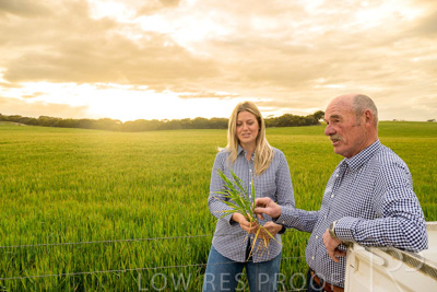 September 2024 / Malinong_SA_-Wheat-2_240925-_Z9C7542