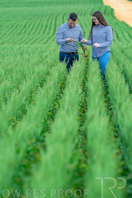 September 2024 / Malinong_SA_-Wheat-3_240925-_Z8C9473