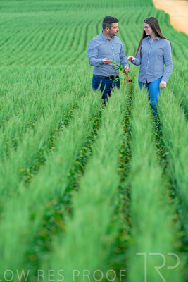 September 2024 / Malinong_SA_-Wheat-3_240925-_Z8C9478