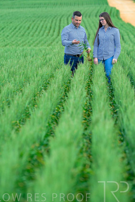 September 2024 / Malinong_SA_-Wheat-3_240925-_Z8C9482