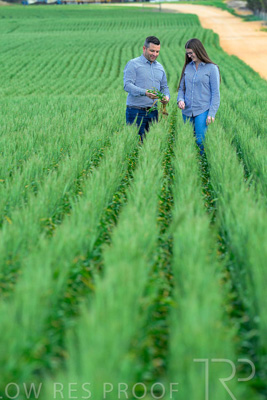 September 2024 / Malinong_SA_-Wheat-3_240925-_Z8C9493