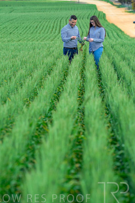 September 2024 / Malinong_SA_-Wheat-3_240925-_Z8C9496