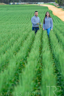 September 2024 / Malinong_SA_-Wheat-3_240925-_Z8C9499