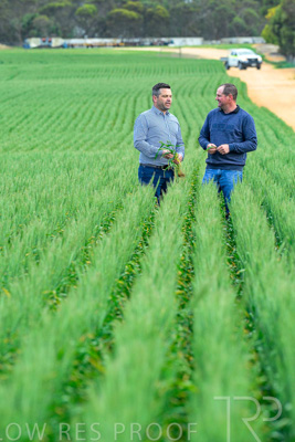 September 2024 / Malinong_SA_-Wheat-3_240925-_Z8C9518