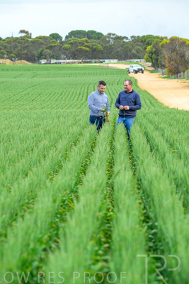 September 2024 / Malinong_SA_-Wheat-3_240925-_Z8C9521