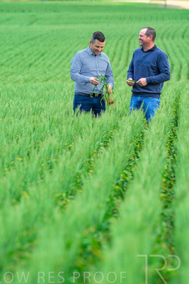 September 2024 / Malinong_SA_-Wheat-3_240925-_Z8C9528