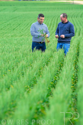 September 2024 / Malinong_SA_-Wheat-3_240925-_Z8C9538